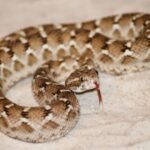 Top 10 Facts about Saw-scaled Viper