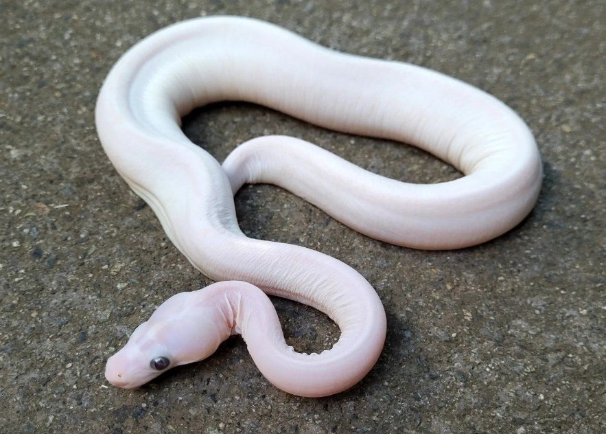 Top 10 Facts about Scaleless Ball Python