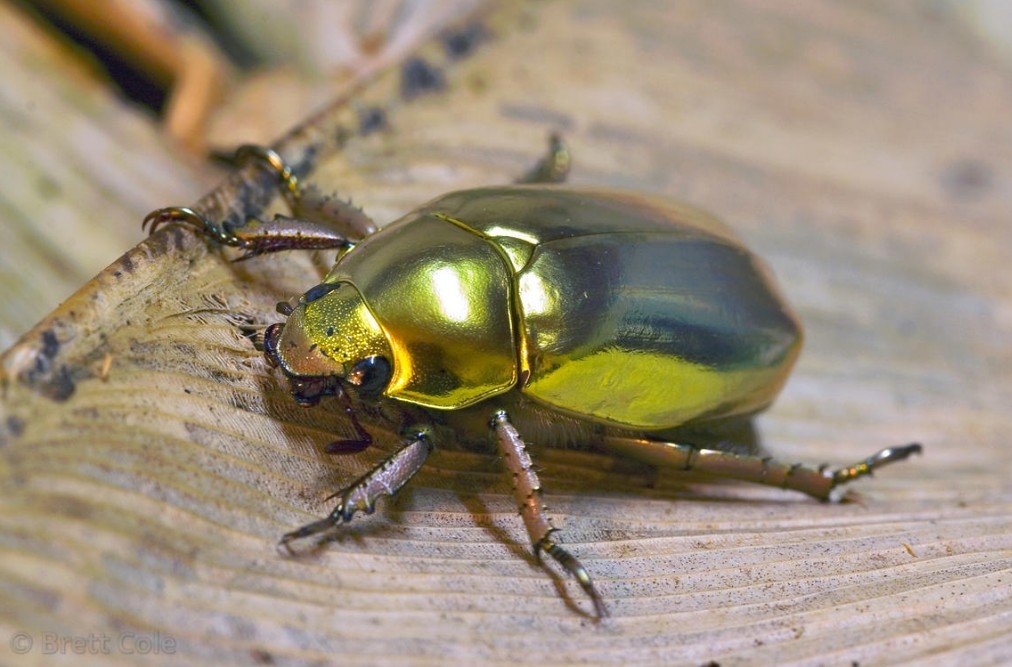 Top 10 Facts about Scarab Beetle