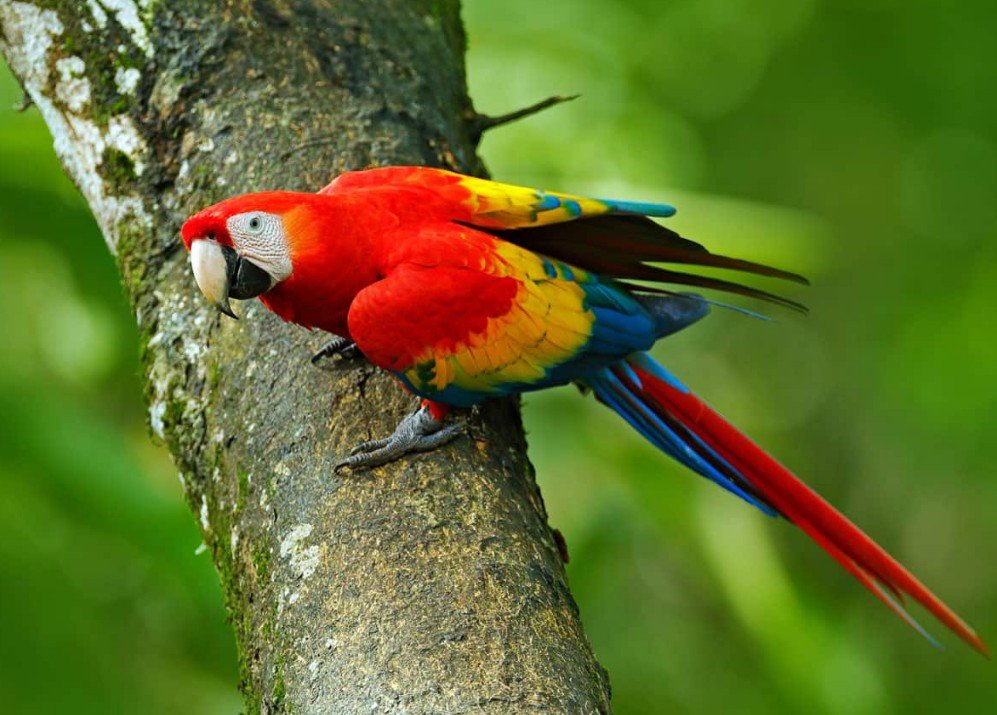 Top 10 Facts about Scarlet Macaw