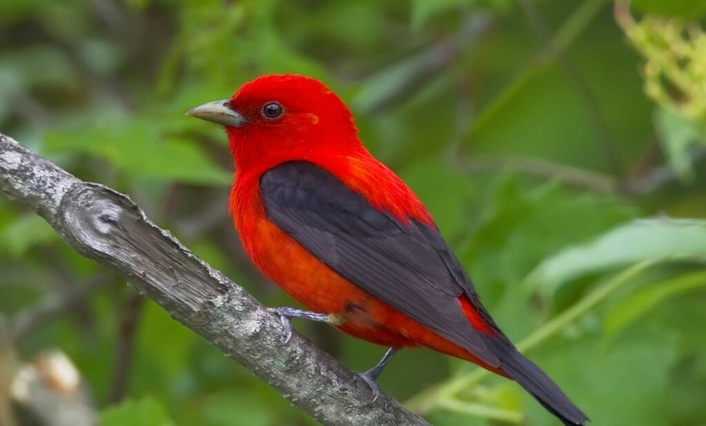 Top 10 Facts about Scarlet Tanager Bird