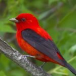 Top 10 Facts about Scarlet Tanager Bird