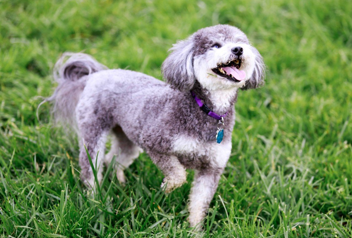 Top 10 Facts about Schnoodle Dog