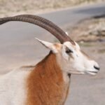 Top 10 Facts about Scimitar-horned Oryx