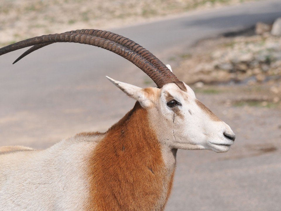 Top 10 Facts about Scimitar-horned Oryx