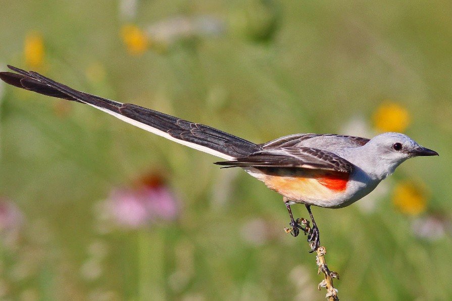 Top 10 Facts about Scissor-tailed Flycatcher Bird