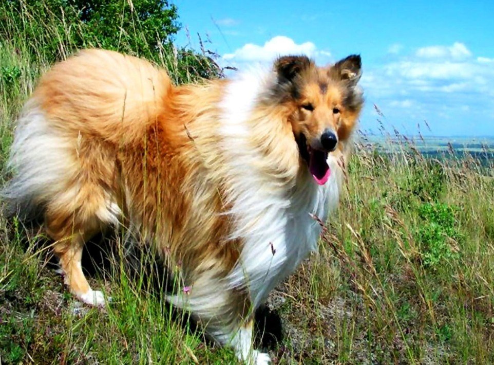 Top 10 Facts about Scotch Collie Dog