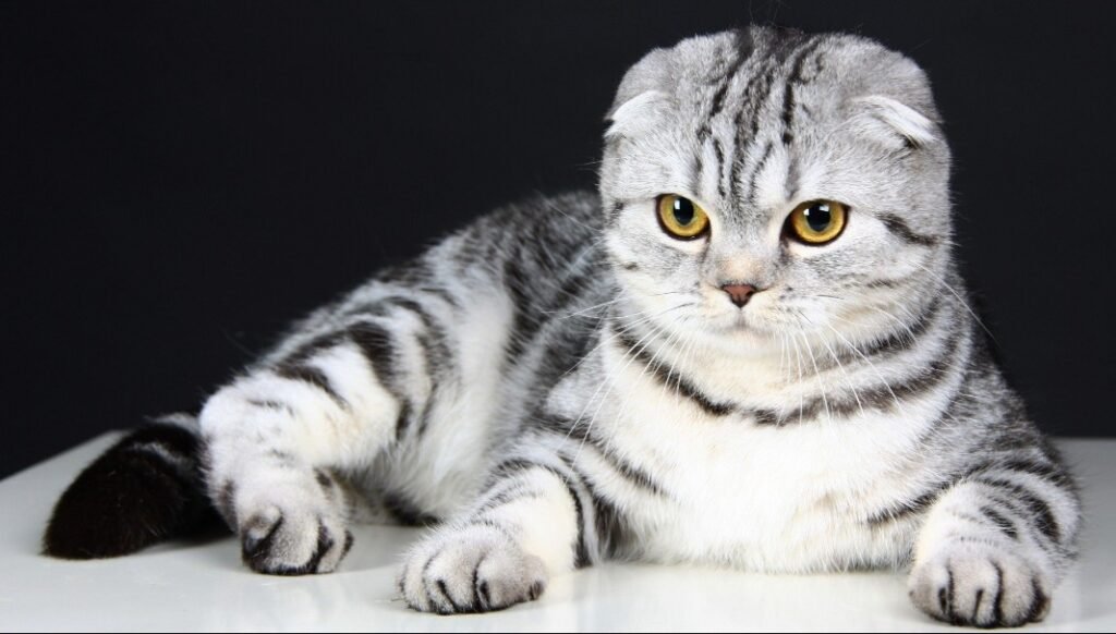 Top 10 Facts about Scottish Fold Cat