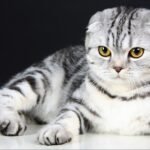 Top 10 Facts about Scottish Fold Cat
