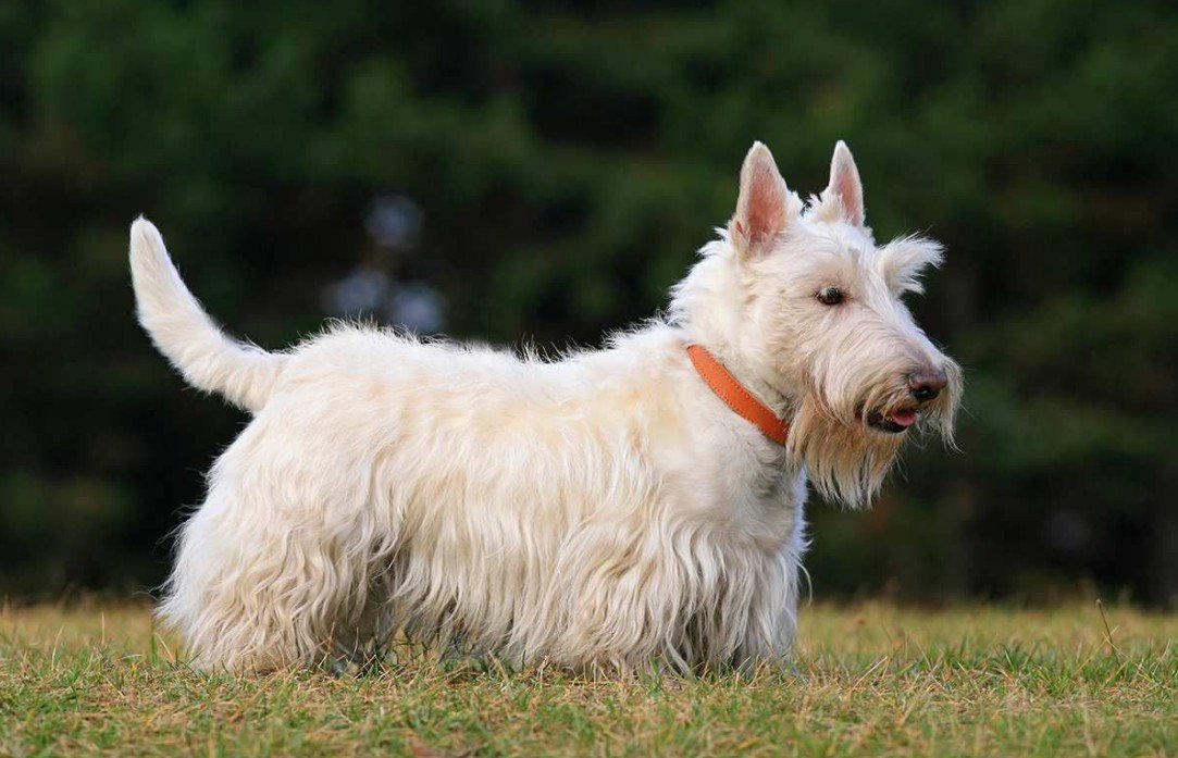 Top 10 Facts about Scottish Terrier Dog