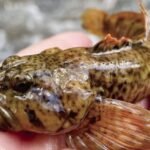 Top 10 Facts about Sculpin Fish
