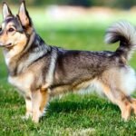 Top 10 Facts about Swedish Vallhund