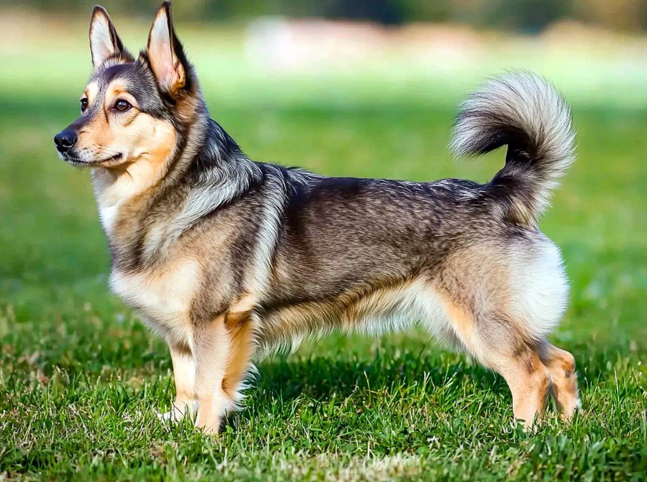 Top 10 Facts about Swedish Vallhund