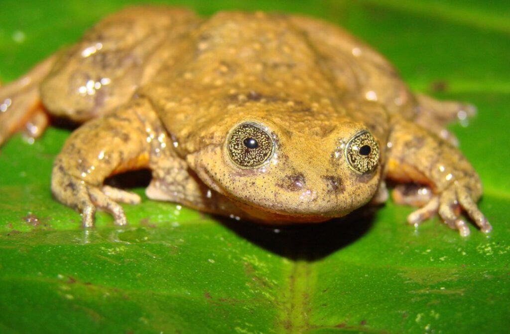 Amazing Facts About Sehuencas Water Frog