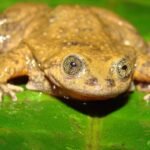 Amazing Facts About Sehuencas Water Frog