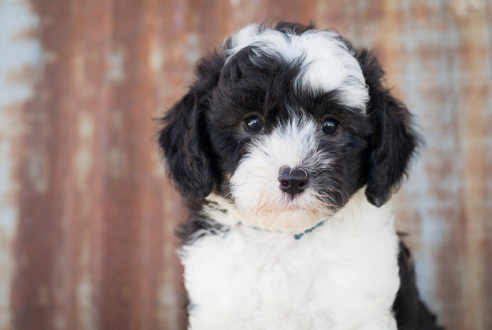 Amazing Facts About Sheepadoodle