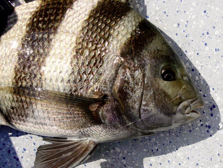 Amazing Facts About Sheepshead Fish