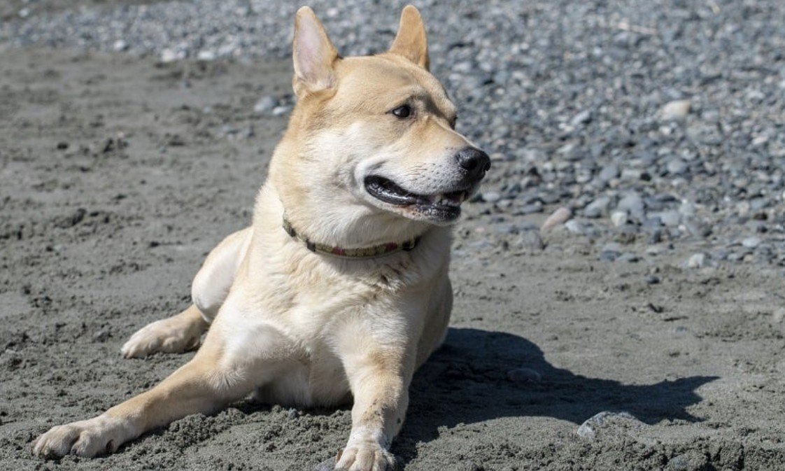 Amazing Facts About Shepkita