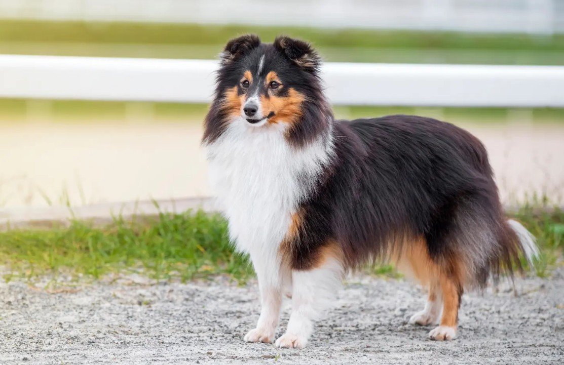 Amazing Facts About Shetland Sheepdog