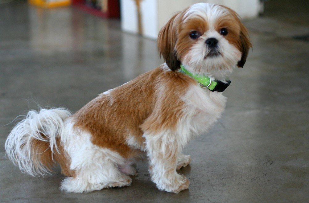Amazing Facts About Shih Tzu