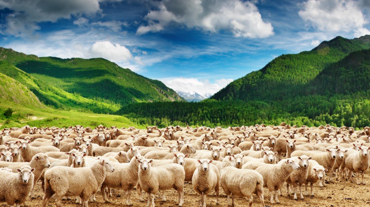 Body Structure and Grazing Adaptations