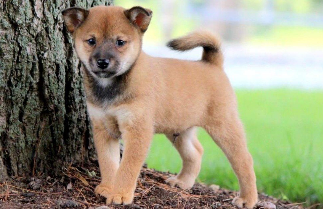 Characteristics and Attitude of Shiba Inu Mix