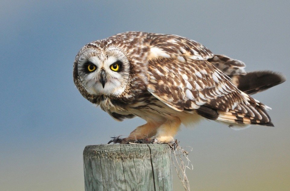Distribution and Habitat of Short-Eared Owl