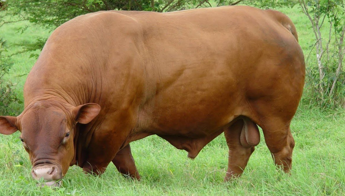 History and Origins of Senepol Cattle