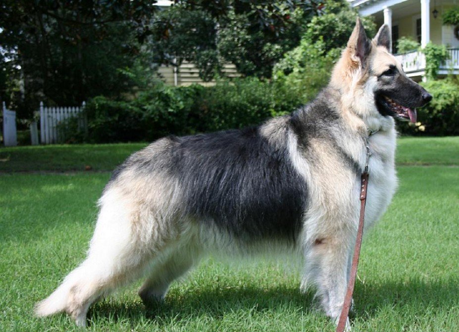 History and Origins of the Shiloh Shepherd