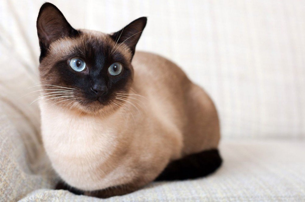 How to Take Care of and Maintain a Siamese Cat