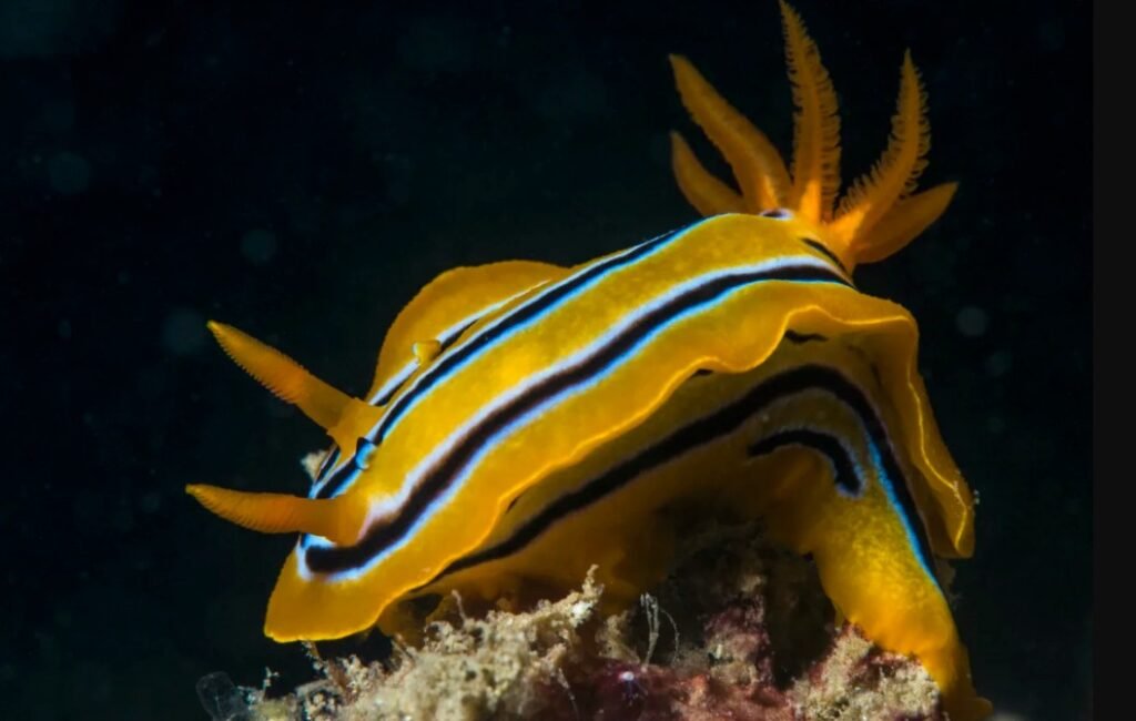Introduction of fascinating Sea Slug