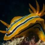 Introduction of fascinating Sea Slug