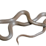 Amazing Facts About Sharp-Tailed Snake