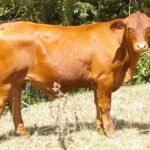 Management and Care of Senepol Cattle