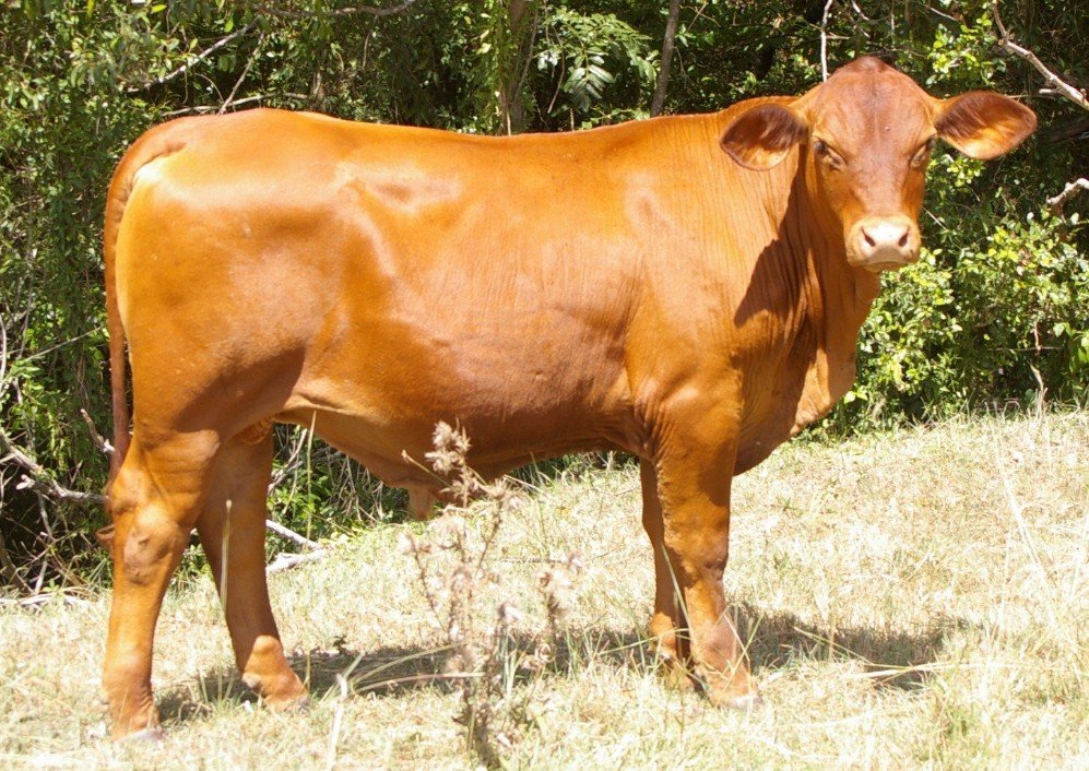 Management and Care of Senepol Cattle