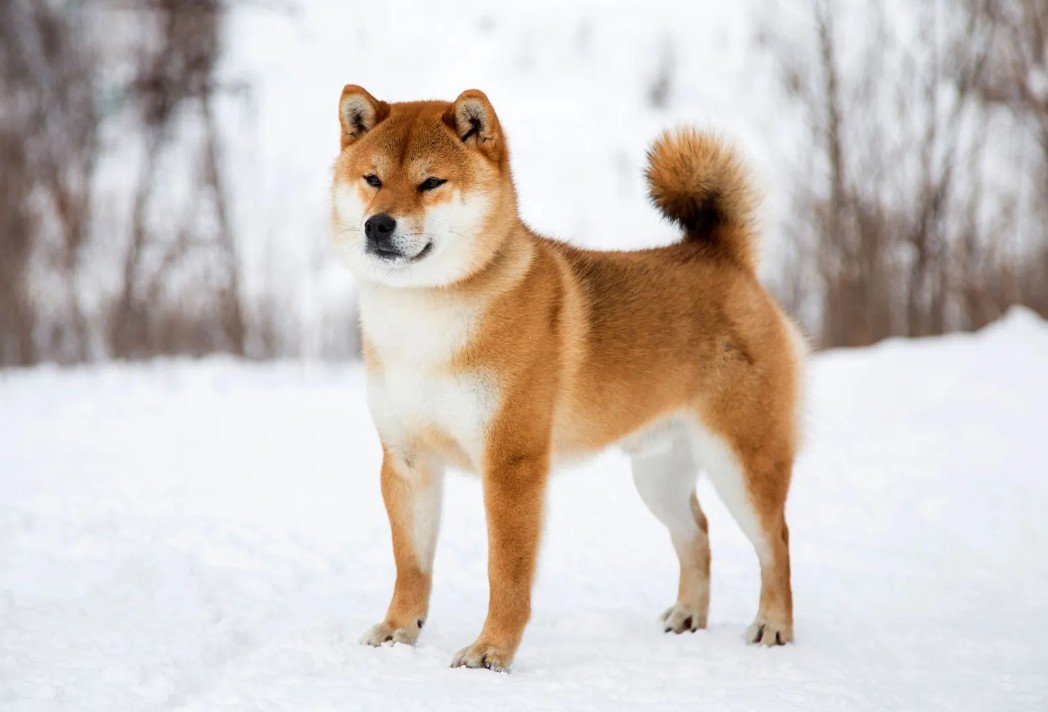 Physical Attributes - Size and Appearance of Shiba Inu Dog