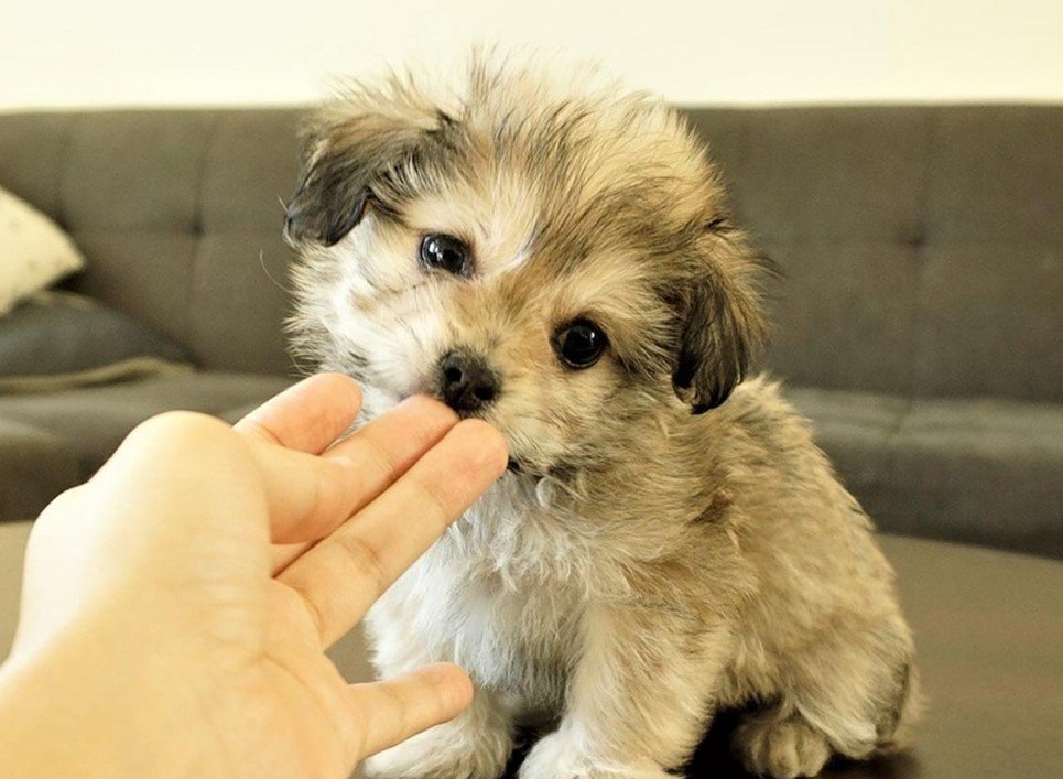 Physical Attributes and Characteristics of shichi dog