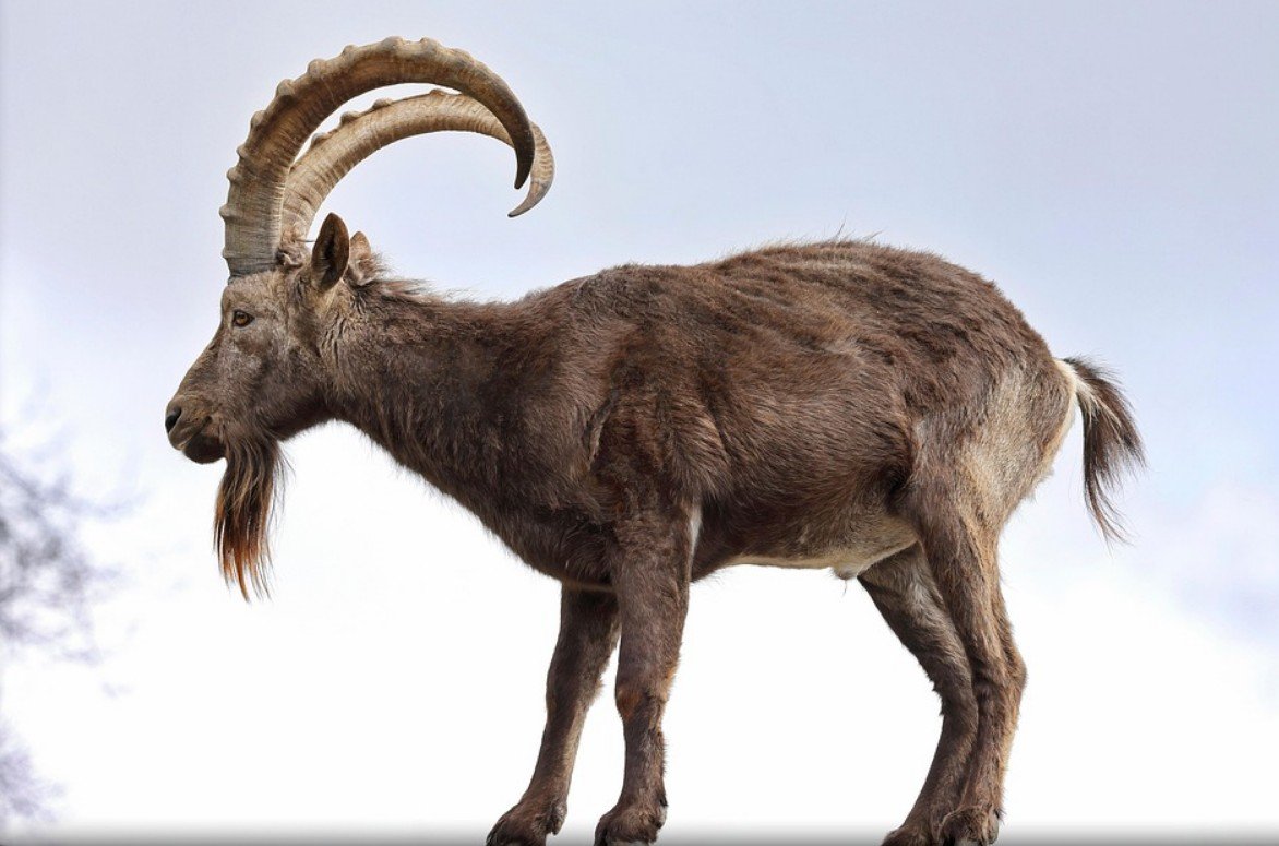 Physical Attributes of the Siberian Ibex