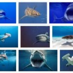 Popular Shark Types and Species Guide