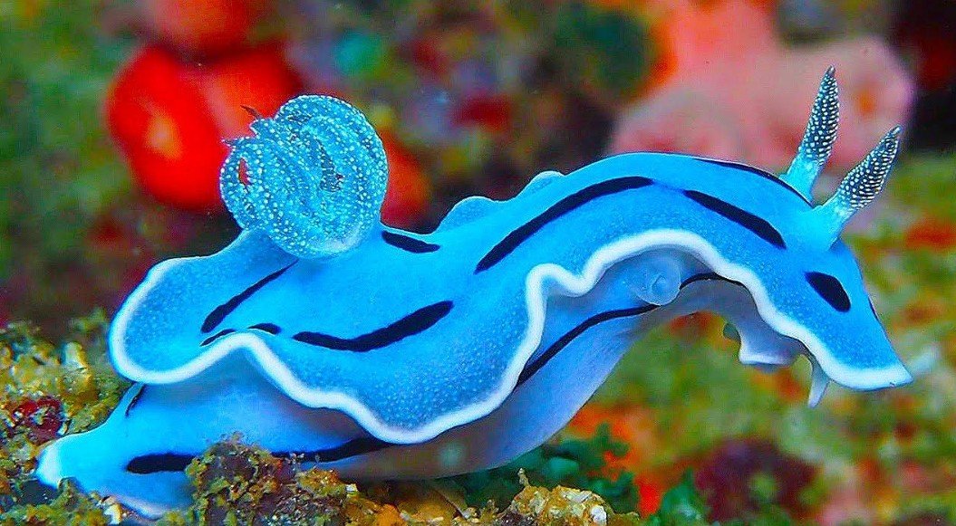 Sea Slug – Top 10 Facts, Pictures and Questions