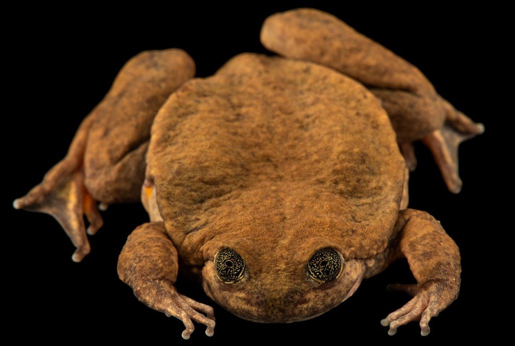 Sehuencas Water Frog Size, Appearance & Identification