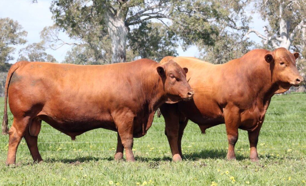 Senepol Cattle - Top 10 Facts, Pictures and Questions