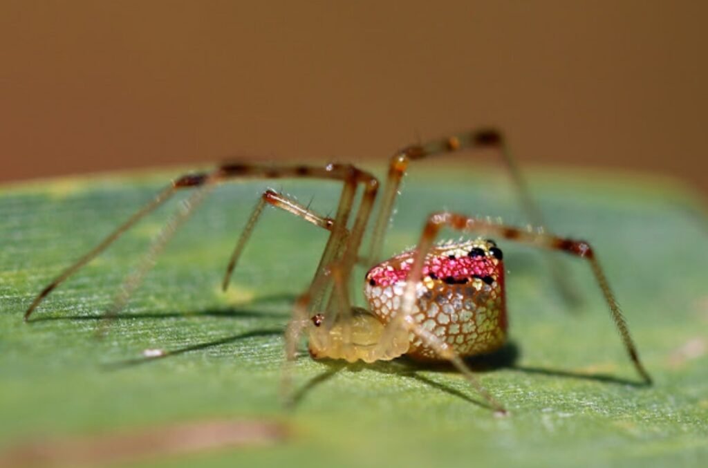 Sequined Spider - Facts, Pictures & Questions