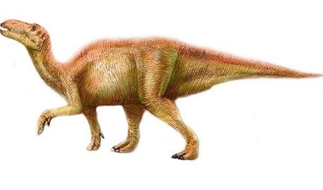 Shantungosaurus Size Physical attributes