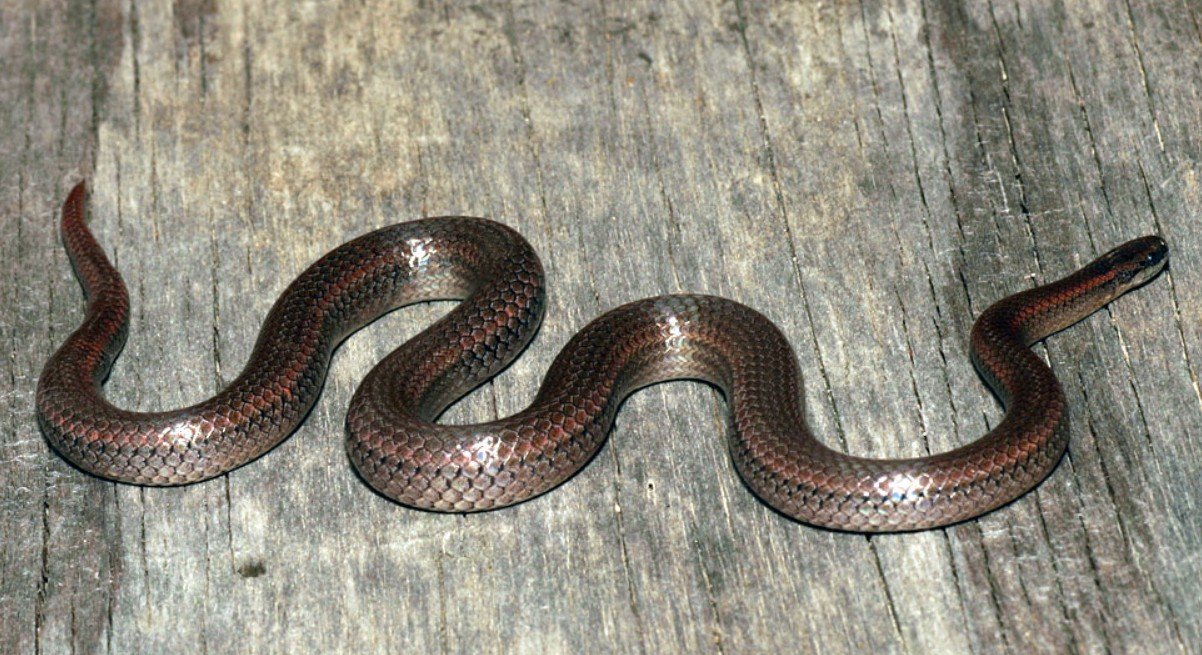 Sharp-Tailed Snake Hunting Behaviour and Diet