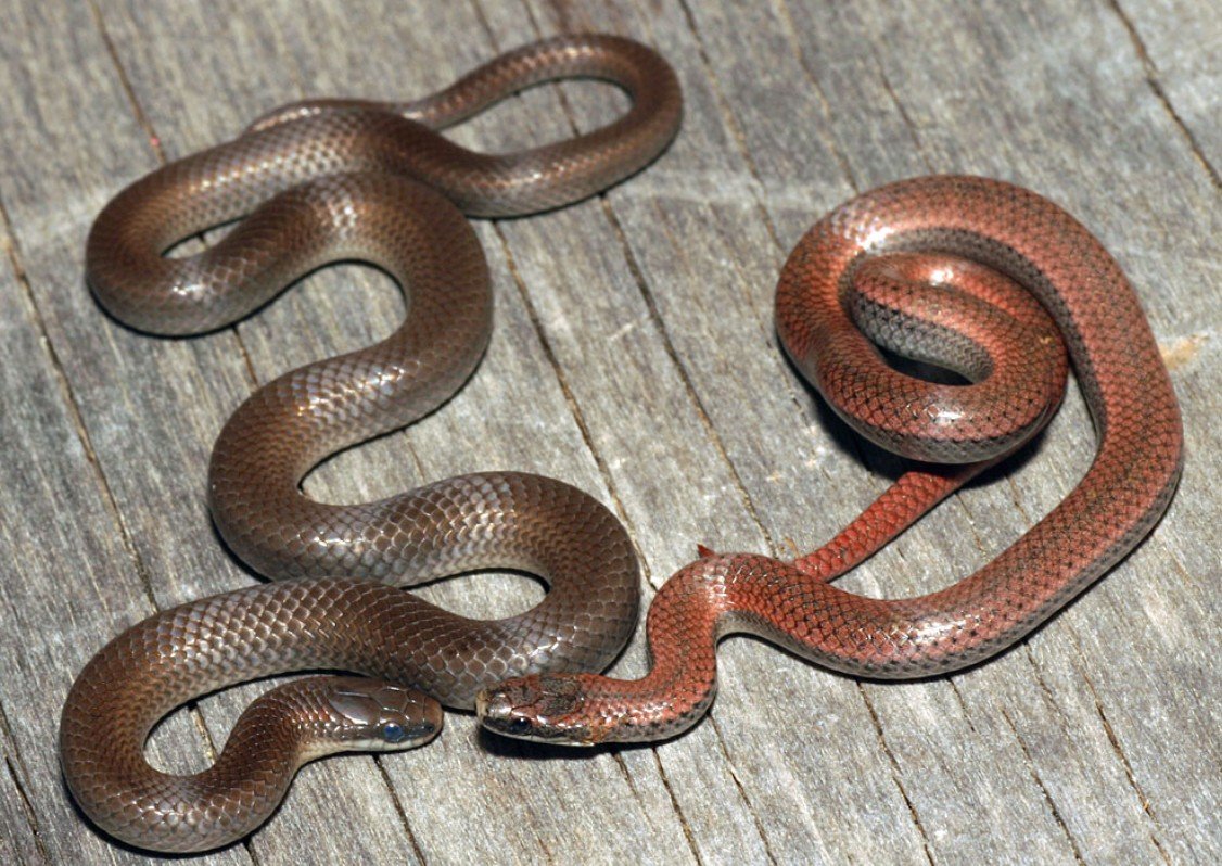 Sharp-Tailed Snake Physical Features and Anatomy