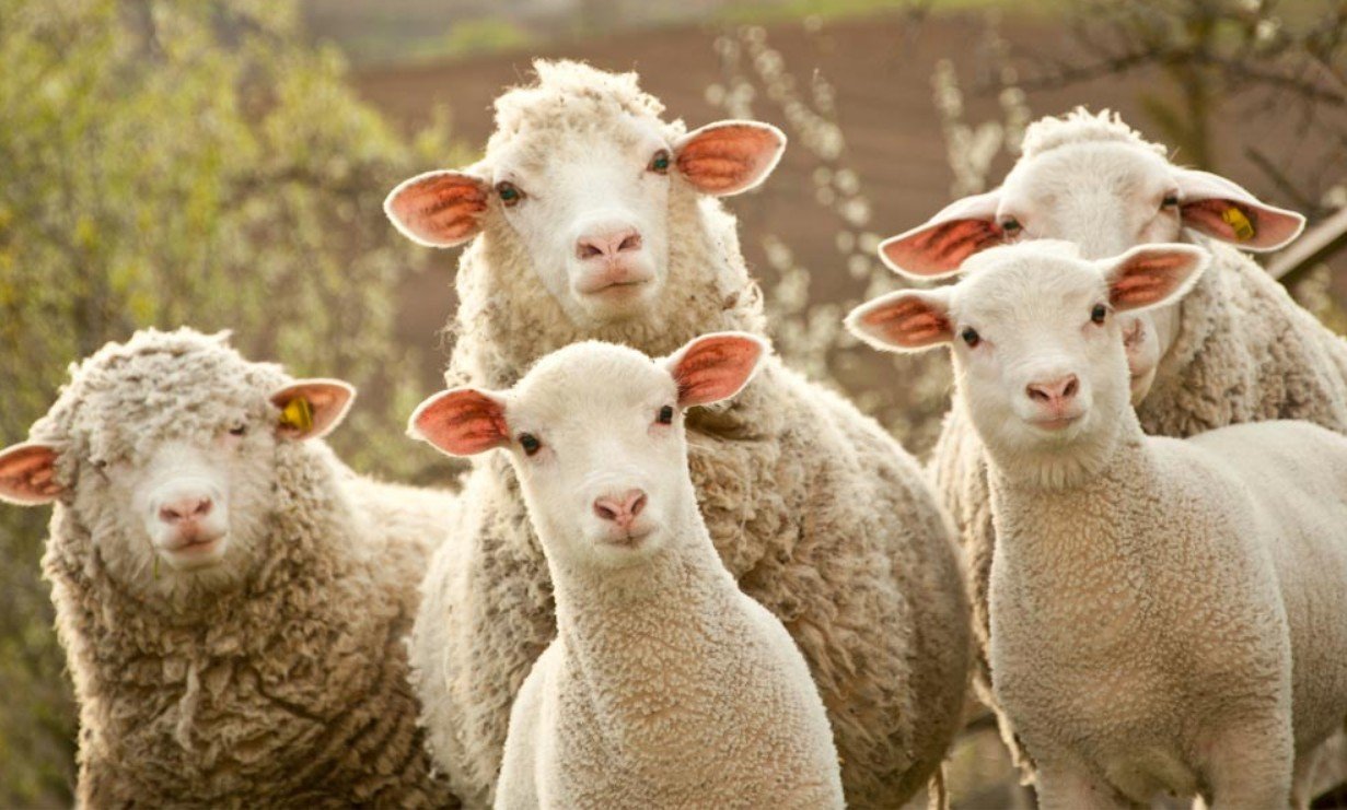 Sheep - Top 10 Facts, Pictures & Questions
