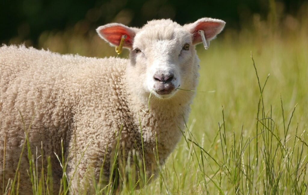 Sheep - Top 10 Facts, Pictures & Questions