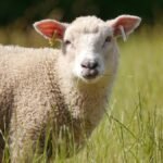 Sheep - Top 10 Facts, Pictures & Questions