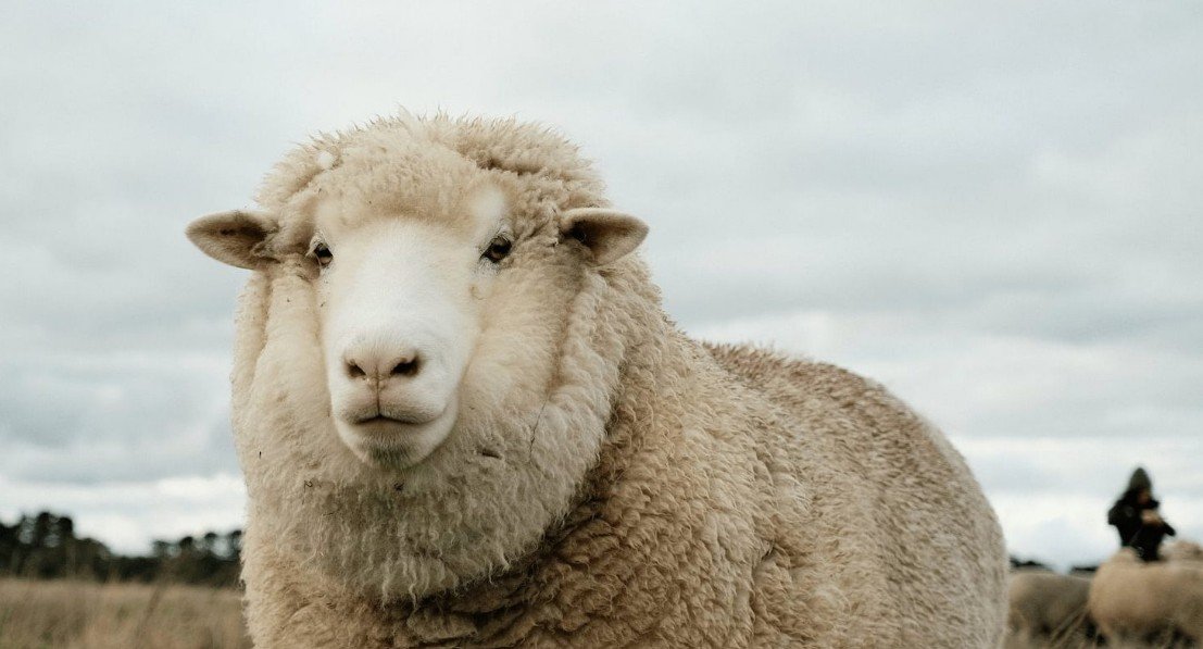 Sheep - Top 10 Facts, Pictures & Questions